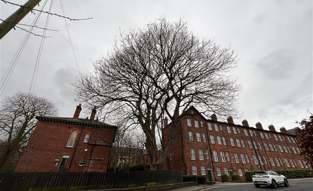 Sycamore tree